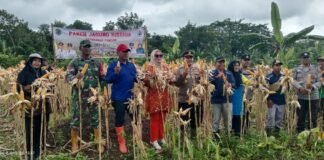 Pemdes raja panen jagung Hibrida, bersama Camat Tanah Abang dan kapolsek Tanah Abang