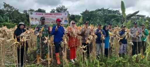Pemdes raja panen jagung Hibrida, bersama Camat Tanah Abang dan kapolsek Tanah Abang
