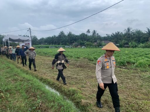 Polres Binjai Panen Raya Jagung Serentak Kuartal IV