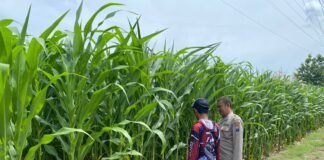 Demi Sukseskan Program P2B Polsek Ngimbang Tinjau Tanaman Jagung di Desa Lamongrejo