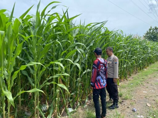 Demi Sukseskan Program P2B Polsek Ngimbang Tinjau Tanaman Jagung di Desa Lamongrejo