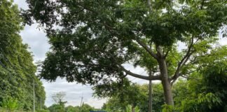 Personil Polsek Ngimbang Gelar Patroli Guna Antisipasi Pohon Tumbang Di Jalur Rawan Bencana