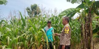 Demi Sukseskan Program P2B personil Polsek Ngimbang Tinjau Tanaman Jagung di Desa Tlemang