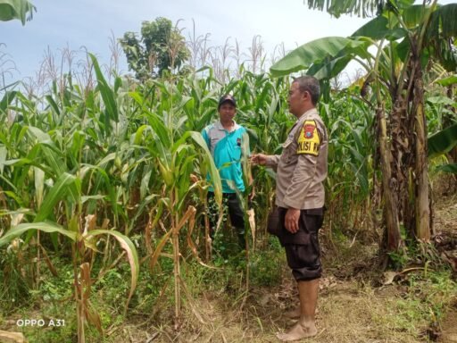 Demi Sukseskan Program P2B personil Polsek Ngimbang Tinjau Tanaman Jagung di Desa Tlemang