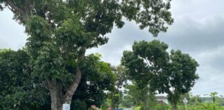 Personil Polsek Ngimbang Gelar Patroli Guna Antisipasi Pohon Tumbang Di Jalur Rawan Bencana