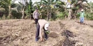 Demi Sukseskan Program P2B Polsek Ngimbang Monitoring Dan Bantu Tanam Jagung di Desa Sendangrejo