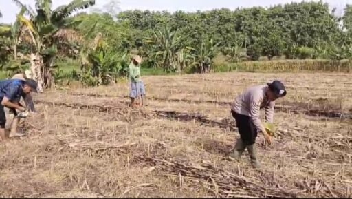 Demi Sukseskan Program P2B Polsek Ngimbang Tinjau Dan Bantu Tanam Jagung di Desa Sendangrejo