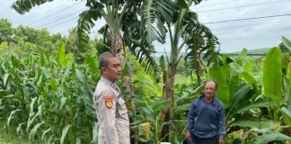 Demi Sukseskan Program P2B Polsek Ngimbang Monitoring Dan Pengecekan Tananan Jagung di Desa Girik