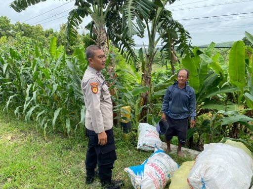 Demi Sukseskan Program P2B Polsek Ngimbang Monitoring Dan Pengecekan Tananan Jagung di Desa Girik