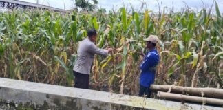 Demi Sukseskan Program P2B Polsek Ngimbang Monitoring Tananan Jagung di Desa Tlemang