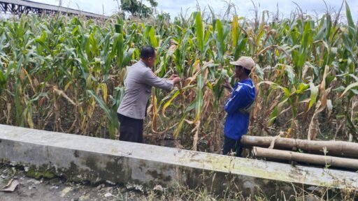 Demi Sukseskan Program P2B Polsek Ngimbang Monitoring Tananan Jagung di Desa Tlemang