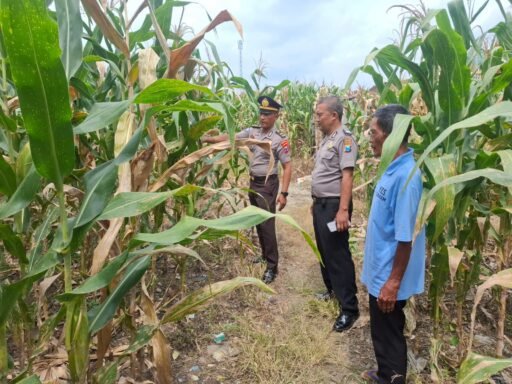 Demi Sukseskan Program P2B Polsek Ngimbang Gelar Monitoring Tanaman Jagung Di Desa Munungrejo