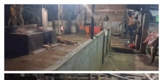 Diduga Milik Abun dan Ayong, Gudang Pemotongan Babi Ilegal Beroperasi di Siantan Hulu!