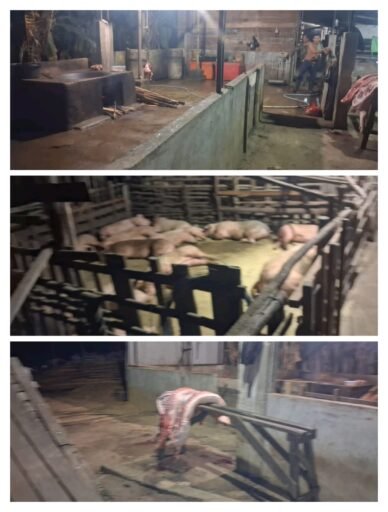 Diduga Milik Abun dan Ayong, Gudang Pemotongan Babi Ilegal Beroperasi di Siantan Hulu!