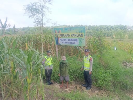 Polsek Ngimbang gelar pengecekan ke Sawah Pada Tanaman Jagung Program P2B di Desa Sendangrejo