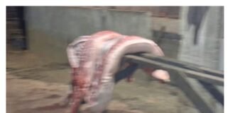 Soal Tempat Babi Ilegal, Kadis dan Kabid Dinas Pangan Kota Pontianak Saling Lembar Bola