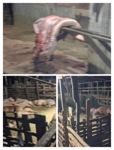 Soal Tempat Babi Ilegal, Kadis dan Kabid Dinas Pangan Kota Pontianak Saling Lembar Bola