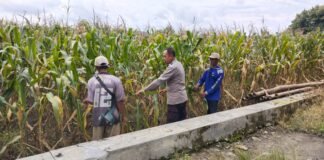 Polsek Ngimbang gelar pengecekan ke Sawah Pada Tanaman Jagung Program P2B di Desa Lamongrejo