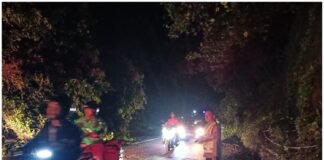 Quick Respons Polsek Ngimbang Evakuasi Pohon Tumbang Di Jalan Babat – Jombang