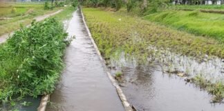 Air Meluap dan Sawah Terendam, Diduga Dari Gagalnya Fungsi Irigasi LSM Desak APH Usut Proyek BBWS Ket Foto : Saluran irigasi setelah pengerjaan proyek.