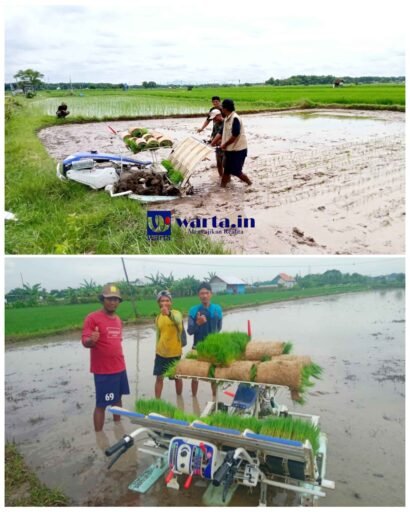 Brigade Pangan Dorong Stabilitas Produksi Pangan, Petani Rembang Kini Makin Siap di MT 2 dan MT 3