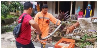 Sepanjang 2025, Tim Damkar BPBD Rembang Amankan Ratusan Ular