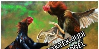 Diduga Judar Sabung Ayam dan Togel Masih Merayap, AKBP Luckyto: Kalau ada Kita Tindak Semua