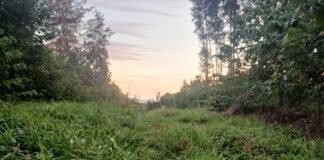 Ketua LSM KCBI nias Barat akan melaporkan CV.bintang Baru Di kejati Sumut