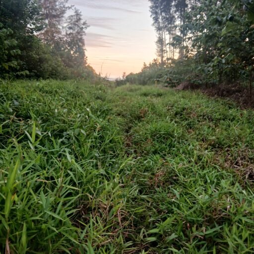 Ketua LSM KCBI nias Barat akan melaporkan CV.bintang Baru Di kejati Sumut