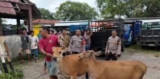 Sapi Warga Hilang di Kebun Gunungsari, Polisi Temukan di Pasar Hewan Selagalas