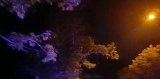 Cuaca ekstrem, hujan deras angin kencang Tumbangkan Pepohonan di Cakranegara, Aduan 110 Respon Cepat