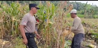 Polsek Ngimbang gelar pengecekan Dan Pemanenan Tanaman Jagung Program P2B di Desa Sendangrejo