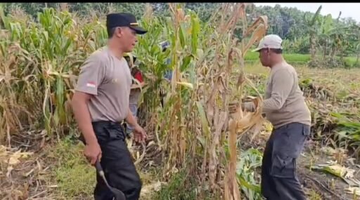 Polsek Ngimbang gelar pengecekan Dan Pemanenan Tanaman Jagung Program P2B di Desa Sendangrejo