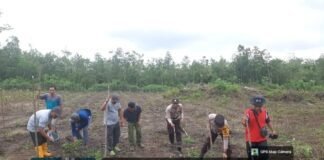 Penanaman Jagung Poktan “Usaha Bersama” di Desa Muara Dua, Dukung Ketahanan Pangan Desa