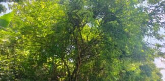 Personil Polsek Ngimbang Gelar Patroli Guna Antisipasi Pohon Tumbang Di Jalur Rawan Bencana