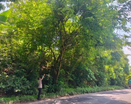 Personil Polsek Ngimbang Gelar Patroli Guna Antisipasi Pohon Tumbang Di Jalur Rawan Bencana