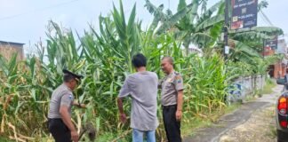 Polsek Ngimbang gelar pengecekan ke Sawah Pada Tanaman Jagung Program P2B di Desa Munungrejo
