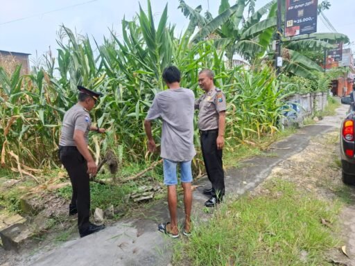Polsek Ngimbang gelar pengecekan ke Sawah Pada Tanaman Jagung Program P2B di Desa Munungrejo