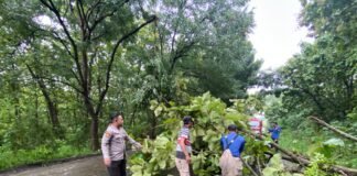 Gerak Cepat Polsek Ngimbang Evakuasi Pohon Tumbang Di Jalan raya Poros Jombang – Babat