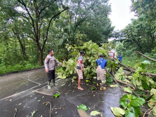 Gerak Cepat Polsek Ngimbang Evakuasi Pohon Tumbang Di Jalan raya Poros Jombang – Babat