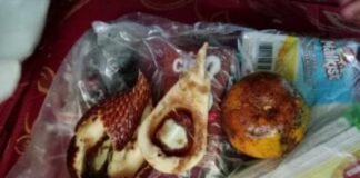 Viral Menu MBG di Lampung barat kebun tebu Diduga Tak Layak, Ada Buah Busuk dalam Paket Makanan Siswa.