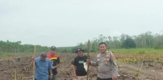 Polsek Gelumbang Dukung Ketahanan Pangan, Tanam Jagung 2 Hektare di Desa Gaung Telang