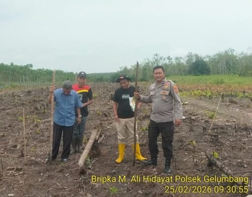 Polsek Gelumbang Dukung Ketahanan Pangan, Tanam Jagung 2 Hektare di Desa Gaung Telang