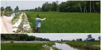 Program Oplah Hidupkan 86 Hektare Sawah, Petani Dusun Pulo Siap Dukung Ketahanan Pangan Nasional