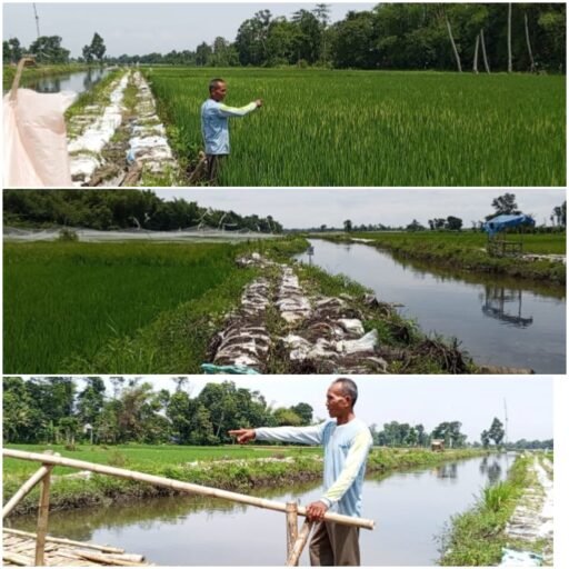 Program Oplah Hidupkan 86 Hektare Sawah, Petani Dusun Pulo Siap Dukung Ketahanan Pangan Nasional