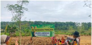 Polsek Ngimbang gelar pengecekan Rutin Tanam Jagung Program P2B di Desa Sendangrejo