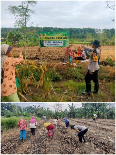 Polsek Ngimbang gelar pengecekan Rutin Tanam Jagung Program P2B di Desa Sendangrejo