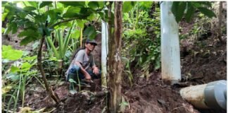 Hulu ke Hilir, Sebuah Mimpi yang terwujudkan Bagi Kelompok Tani Sumber Kelopo 01 Jember