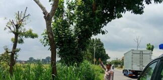 Personil Polsek Ngimbang Gelar Patroli Guna Antisipasi Pohon Tumbang Di Jalur Rawan Bencana