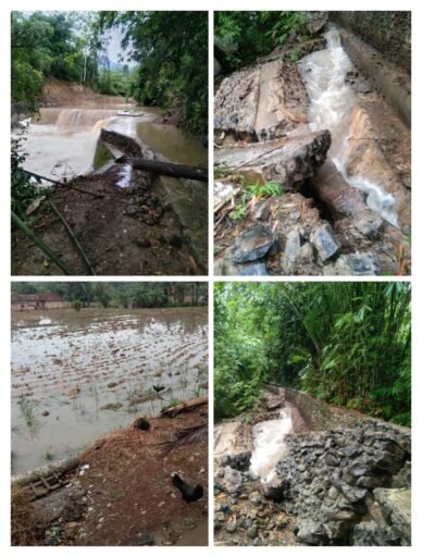Puluhan Hektar Sawah Terancam Gagal Panen DiAtaran Lubuk Genting Desa Sugihan
